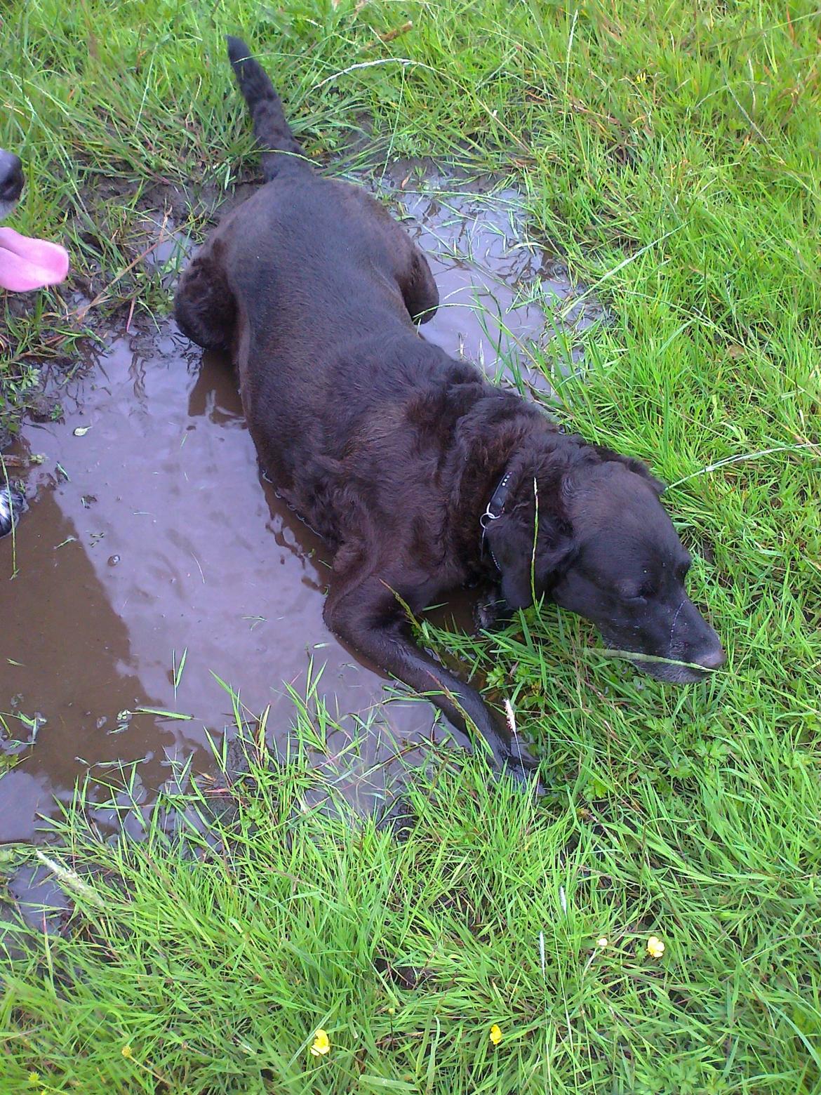 Blanding af racer Mischa billede 17