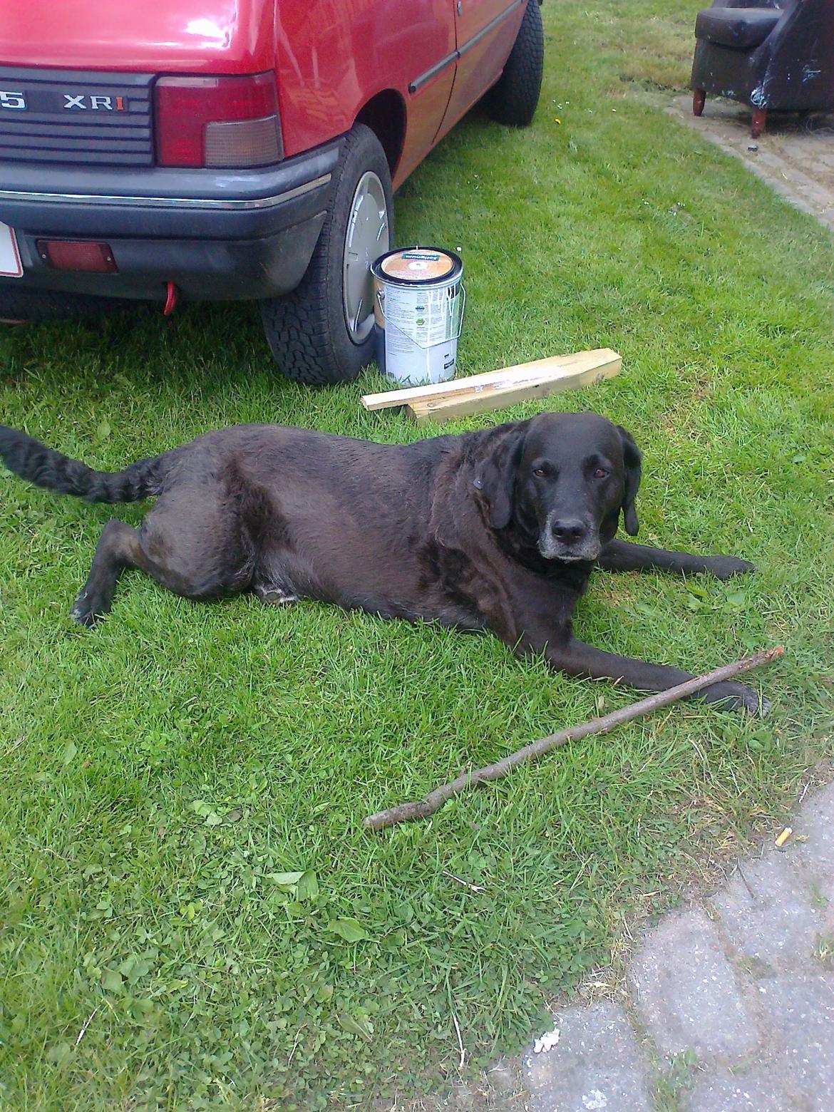 Blanding af racer Mischa billede 16