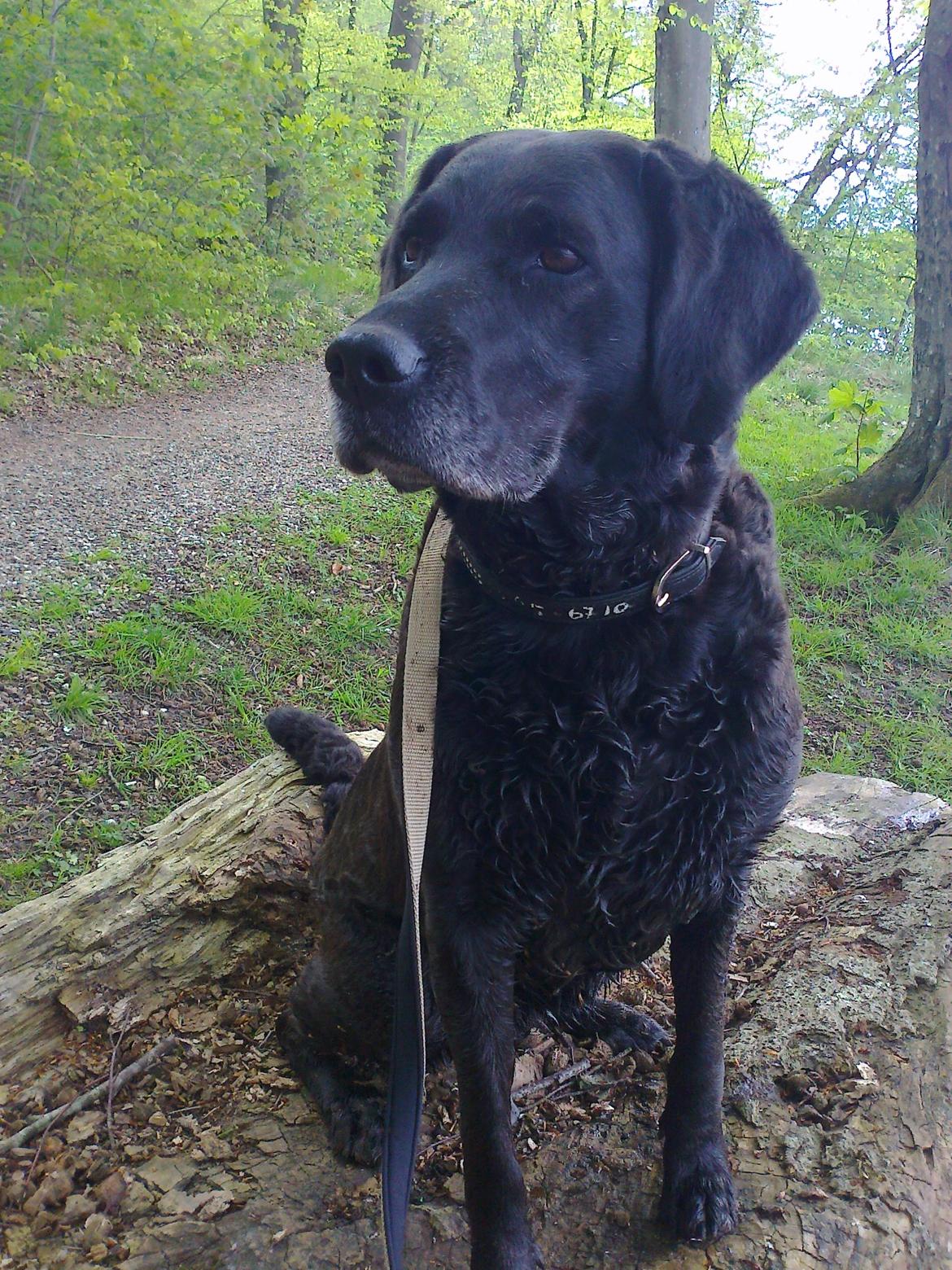 Blanding af racer Mischa billede 19