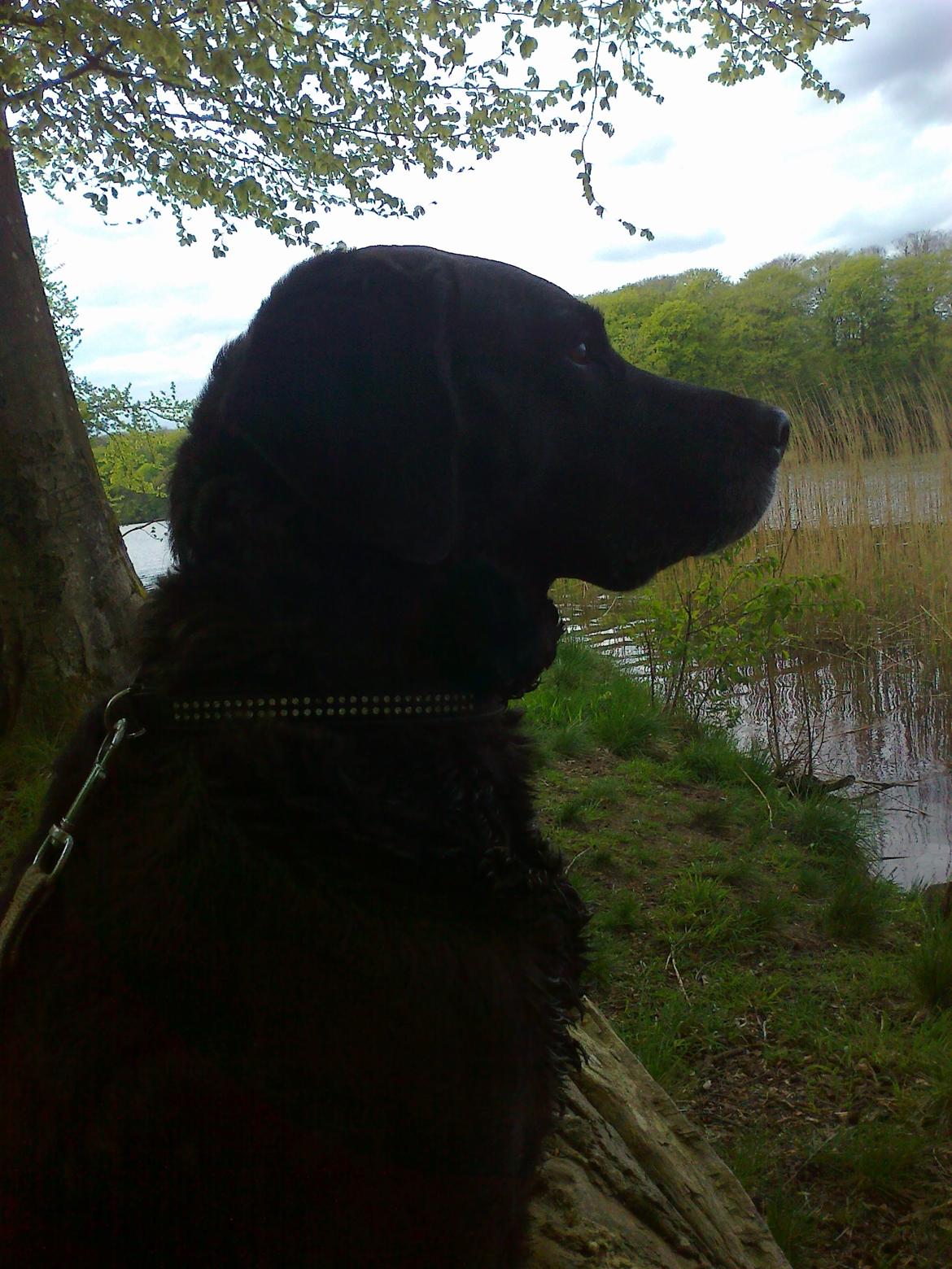 Blanding af racer Mischa billede 18