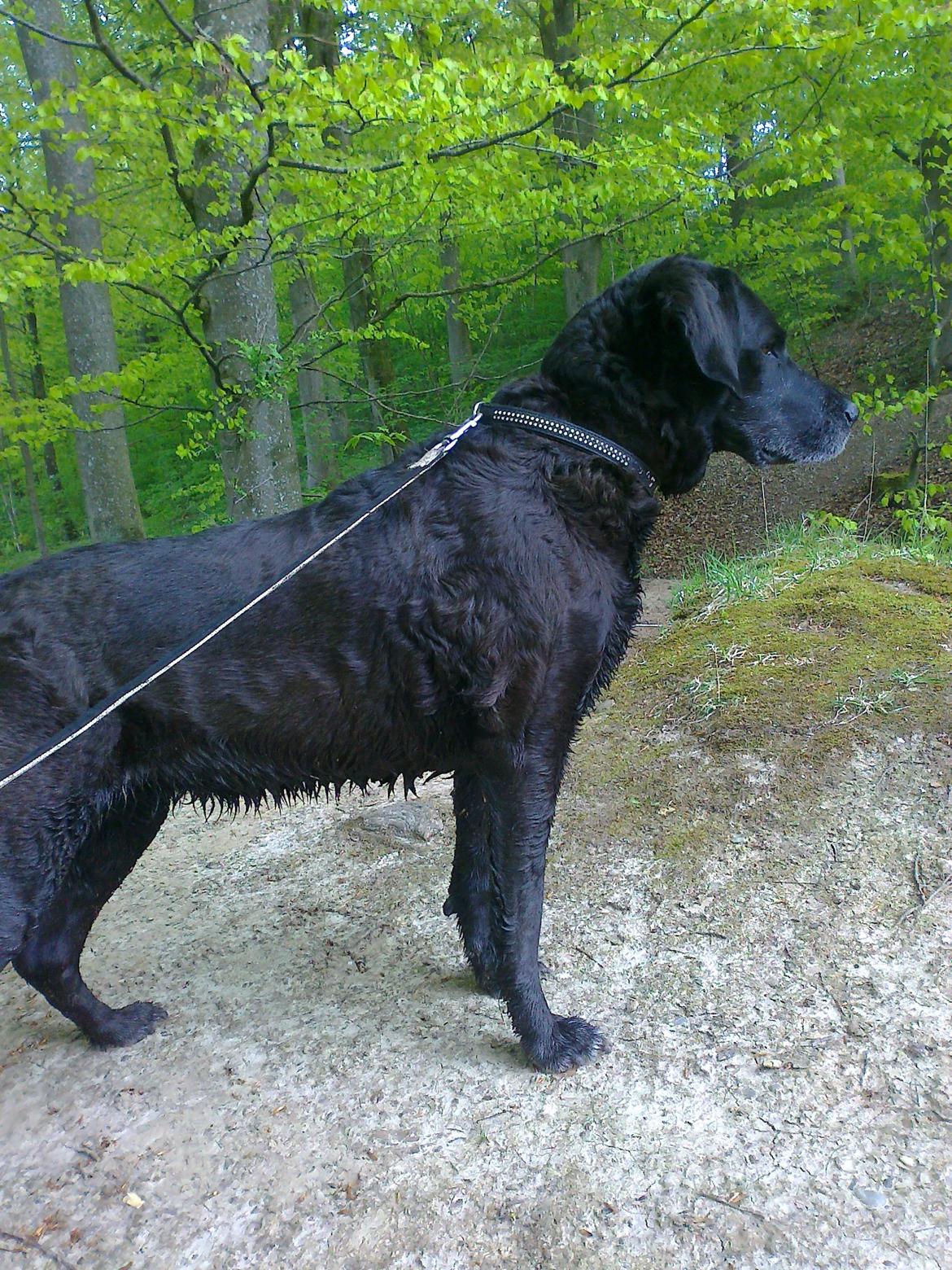 Blanding af racer Mischa billede 20