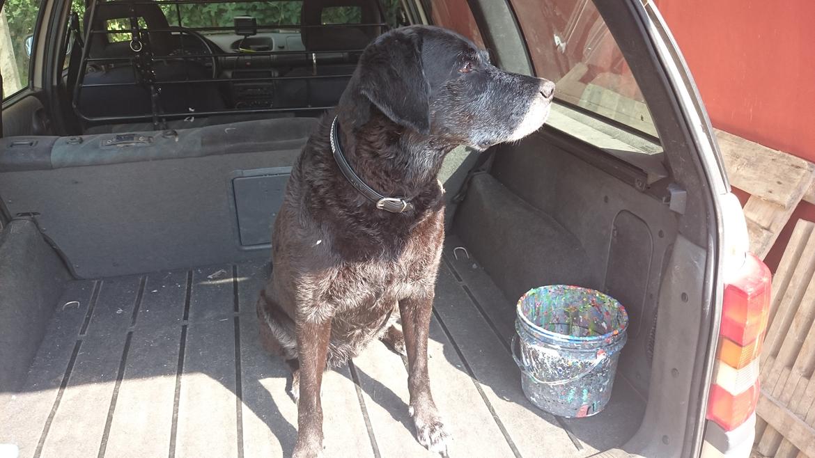 Blanding af racer Mischa billede 25