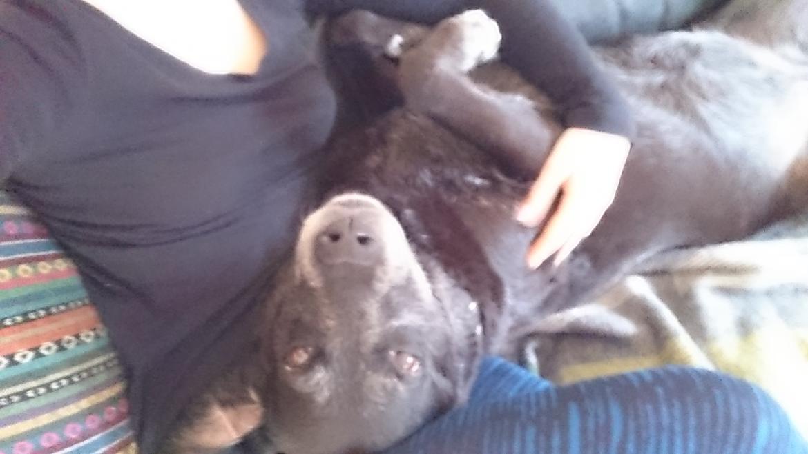 Blanding af racer Mischa billede 27