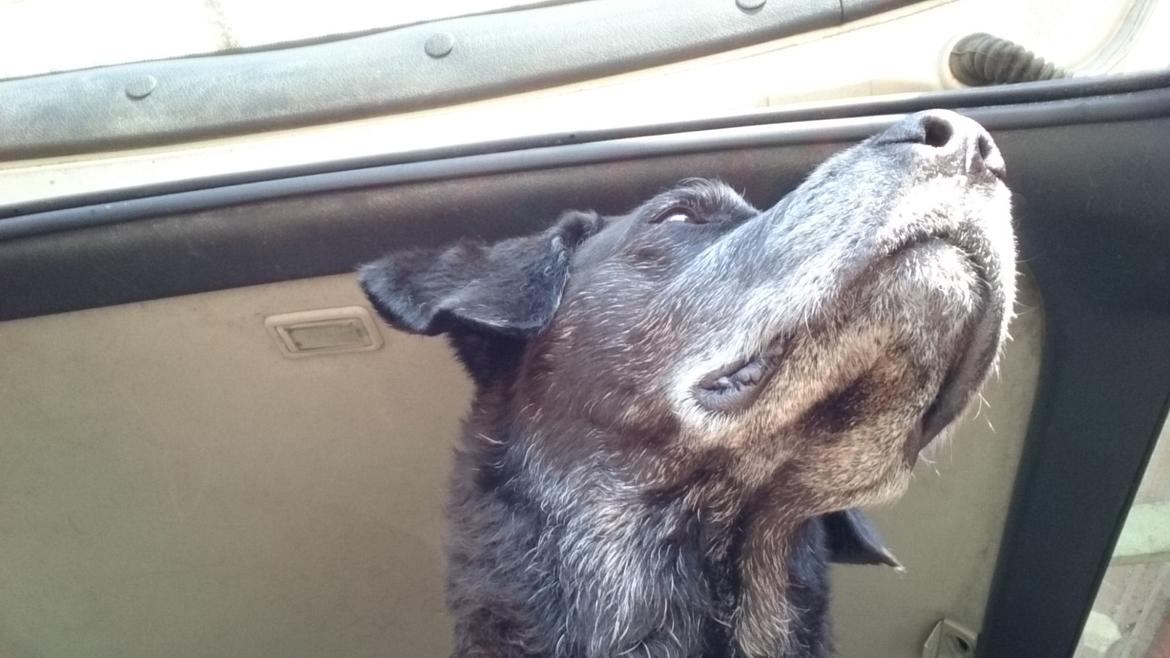 Blanding af racer Mischa billede 26