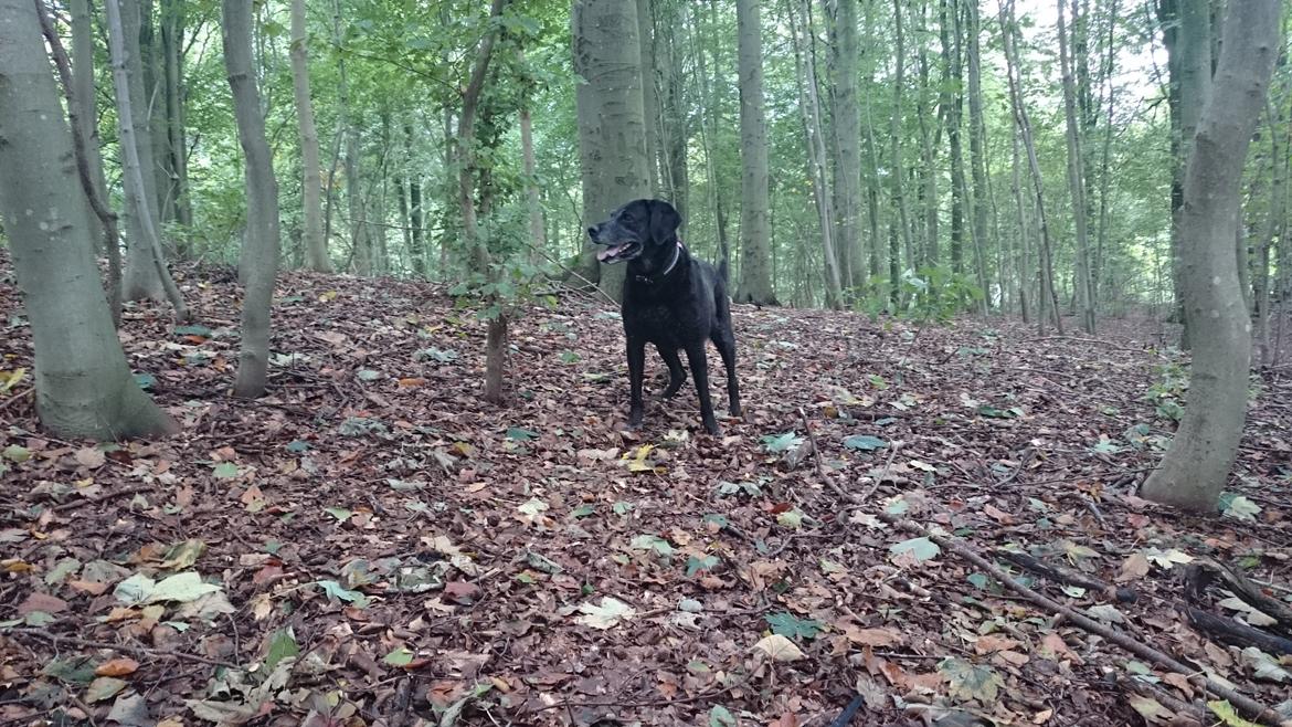 Blanding af racer Mischa billede 28