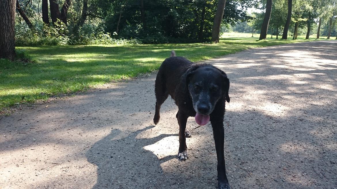 Blanding af racer Mischa billede 24