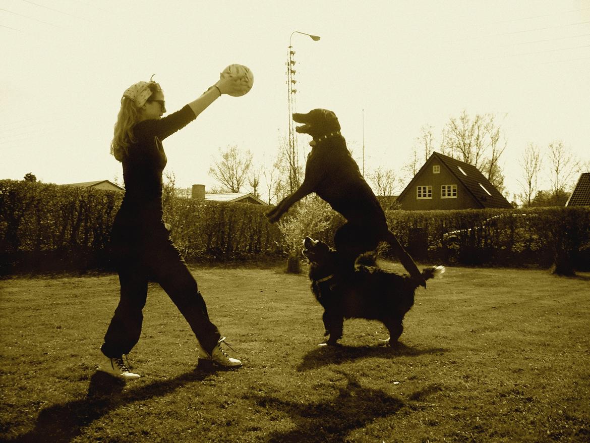 Blanding af racer Mischa billede 3