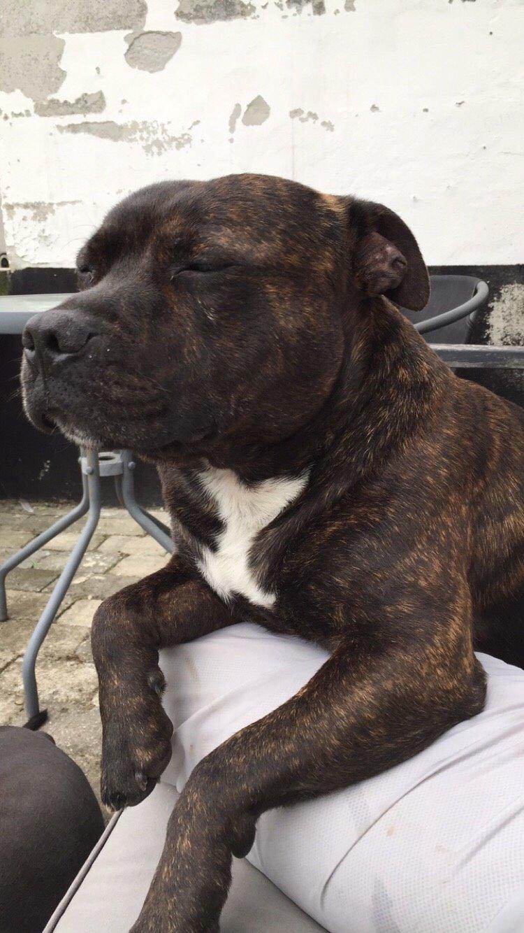 Staffordshire bull terrier Zeus billede 19