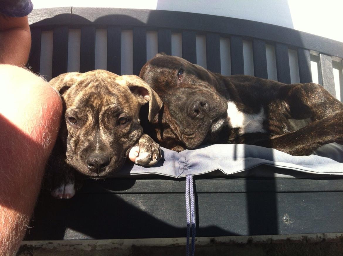 Staffordshire bull terrier Zeus billede 20