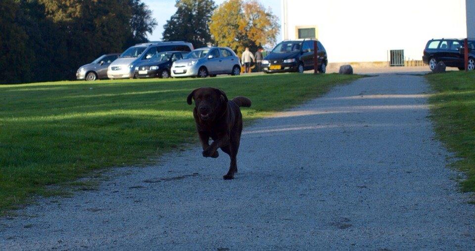 Labrador retriever Kanda Ka-Noa Sylvester billede 11