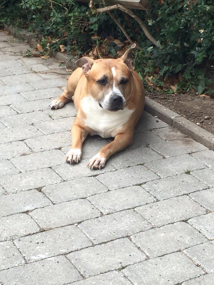 Amerikansk staffordshire terrier trunte billede 22