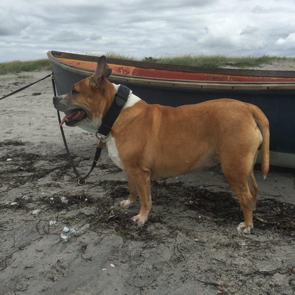 Amerikansk staffordshire terrier trunte billede 21