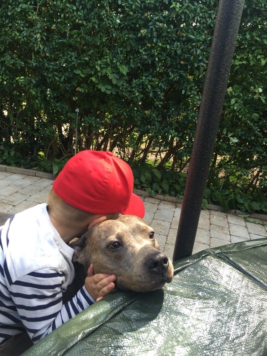 Amerikansk staffordshire terrier Chica billede 22