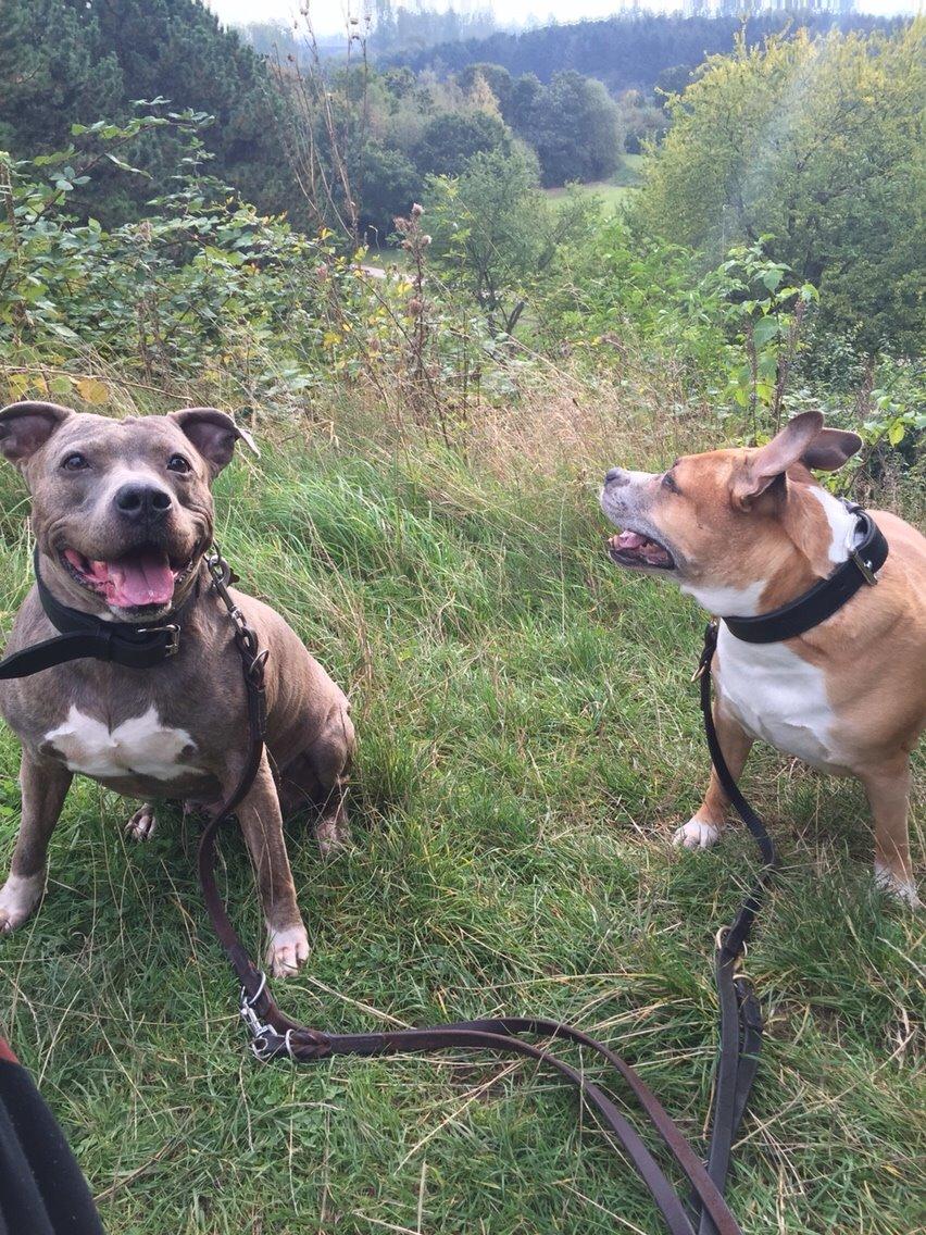 Amerikansk staffordshire terrier Chica billede 20