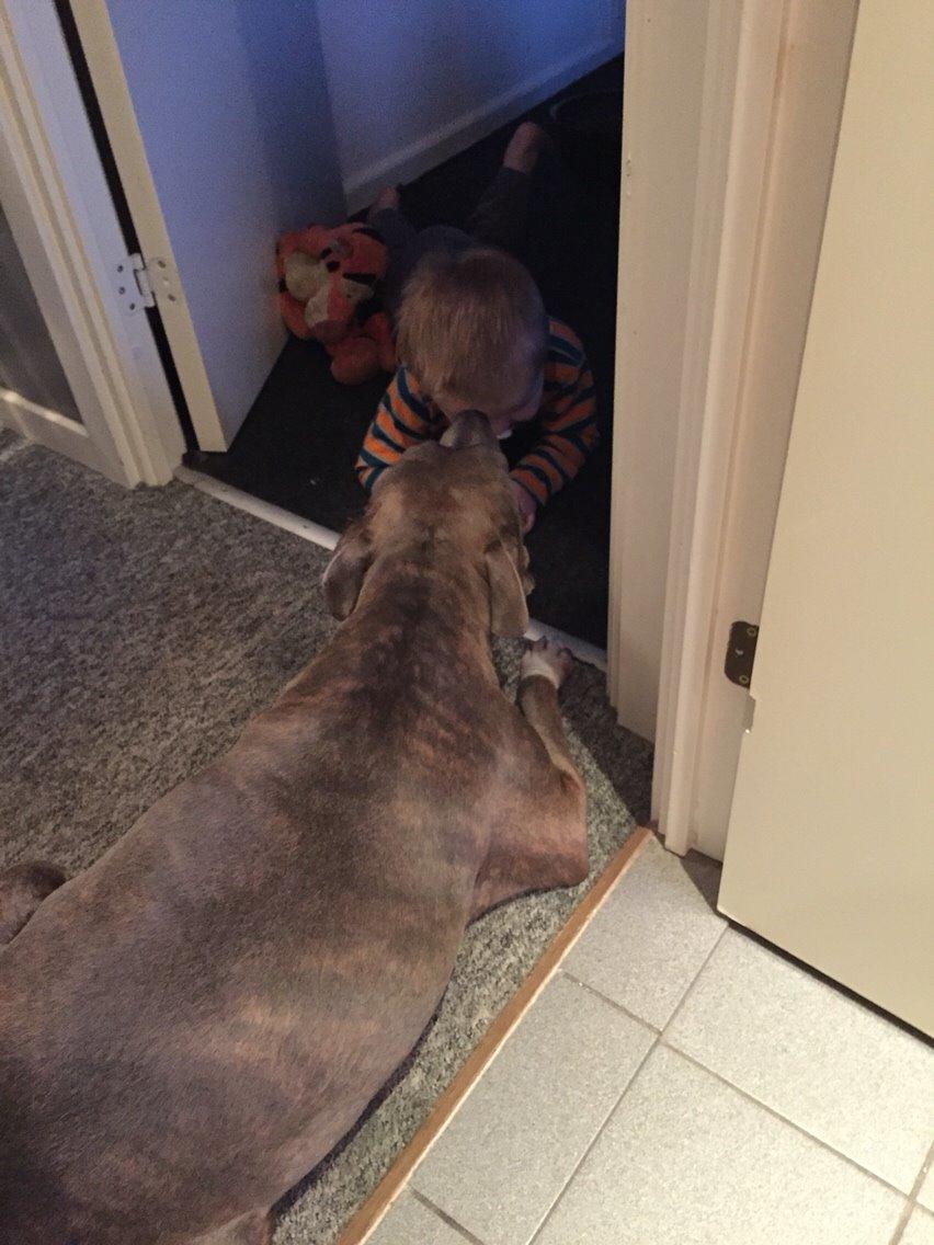 Amerikansk staffordshire terrier Chica billede 24