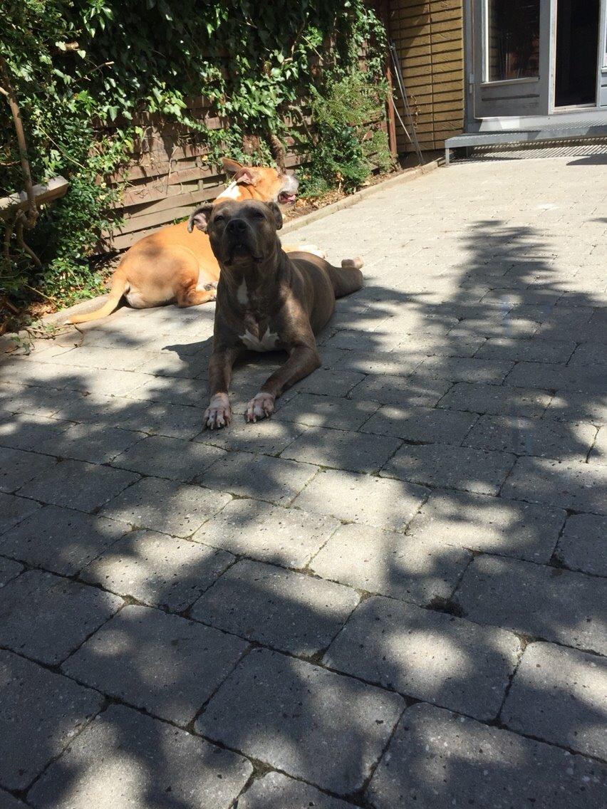 Amerikansk staffordshire terrier Chica billede 23