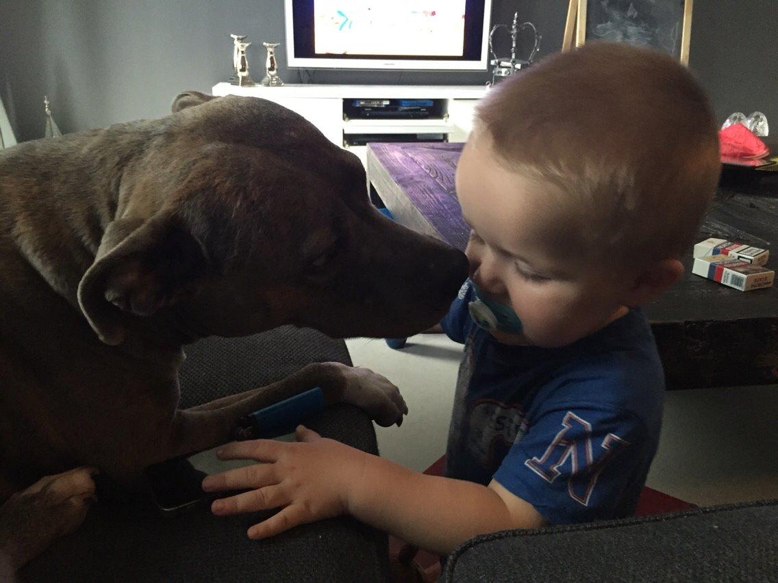 Amerikansk staffordshire terrier Chica billede 25