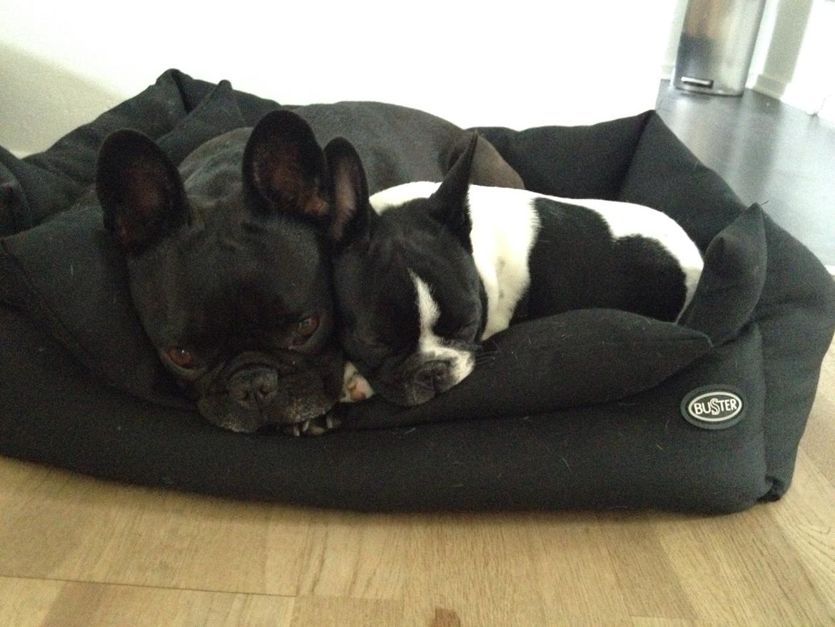 Fransk bulldog Greenhills Bulldogs Irmalou billede 3