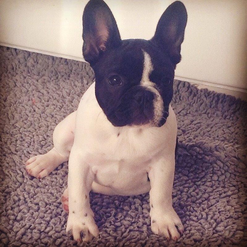 Fransk bulldog Greenhills Bulldogs Irmalou billede 5