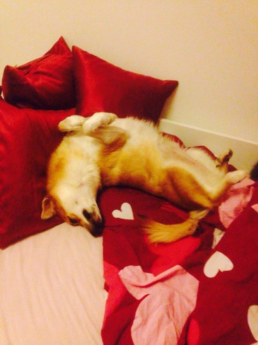 Islandsk fårehund Freja billede 3