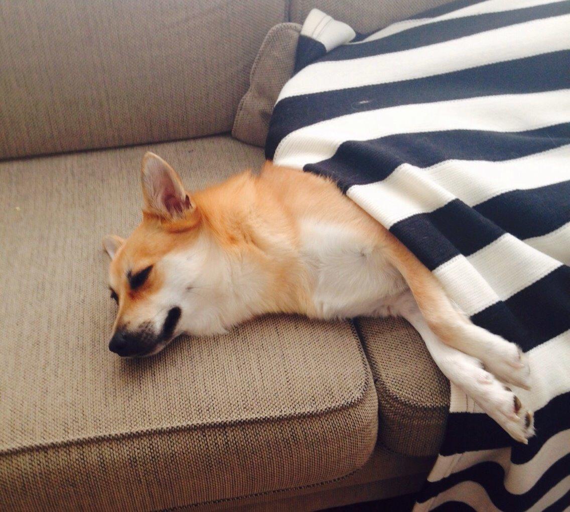 Islandsk fårehund Freja billede 2