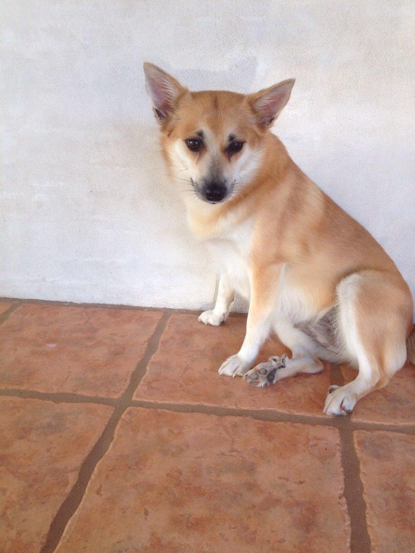 Islandsk fårehund Freja billede 5