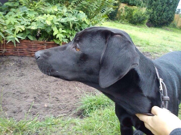 Blanding af racer Nellie RIP :'( billede 12