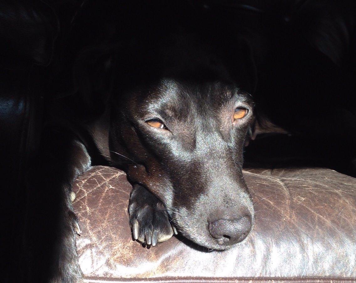 Blanding af racer Nellie RIP :'( billede 13