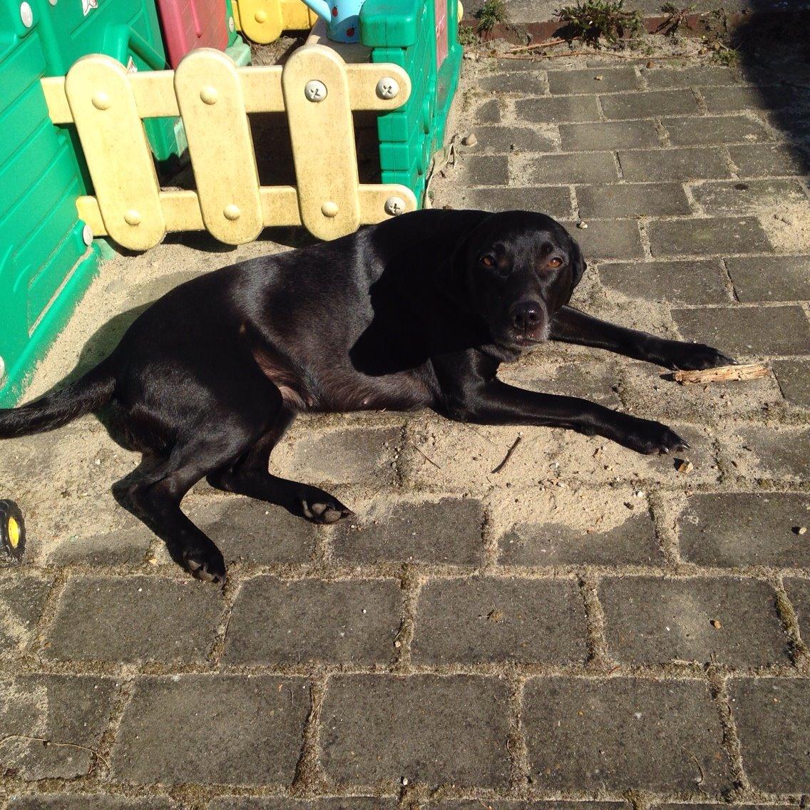 Blanding af racer Nellie RIP :'( billede 17