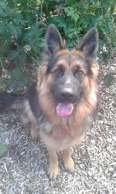 Schæferhund Sandy billede 1