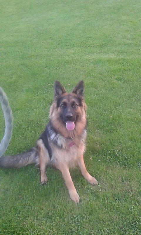 Schæferhund Sandy billede 2