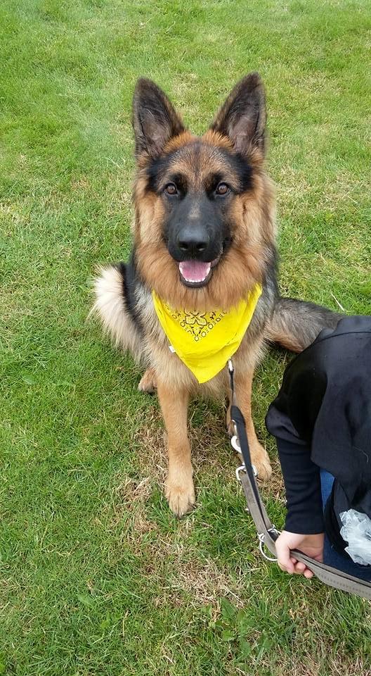 Schæferhund Sandy billede 3