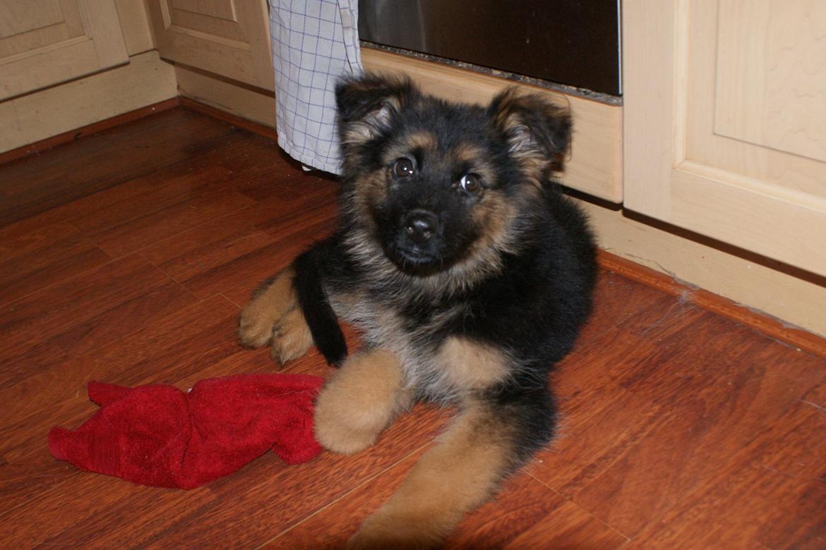 Schæferhund Sandy billede 4