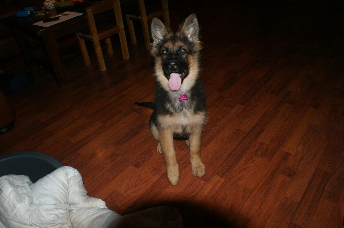 Schæferhund Sandy billede 5