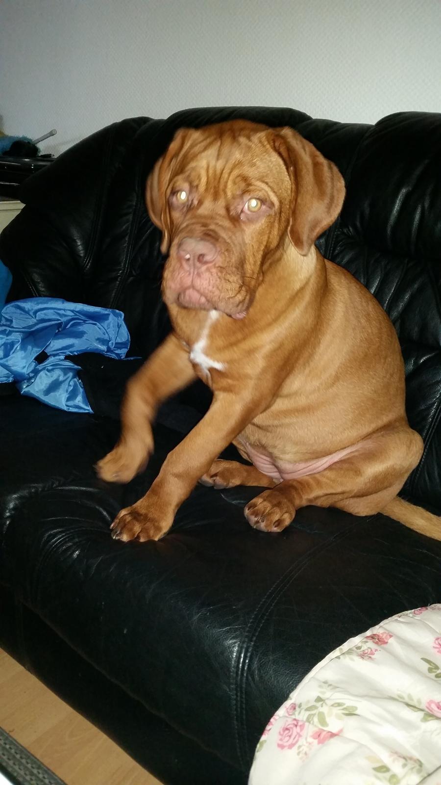 Dogue de bordeaux Lillbitt  billede 9