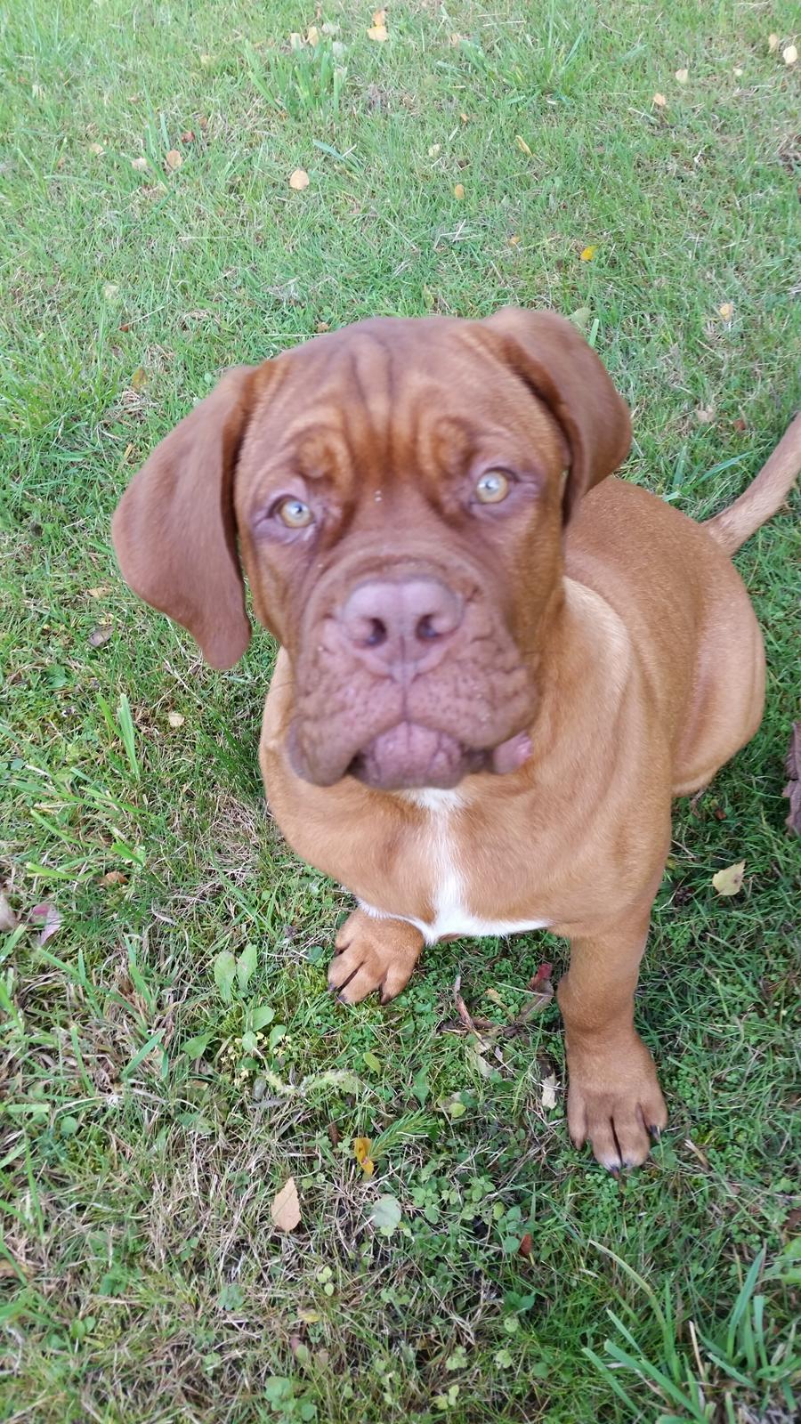 Dogue de bordeaux Lillbitt  billede 1