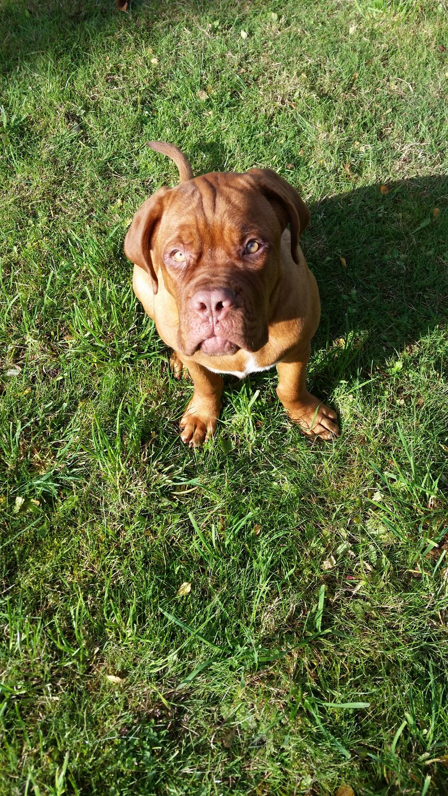 Dogue de bordeaux Lillbitt  billede 10