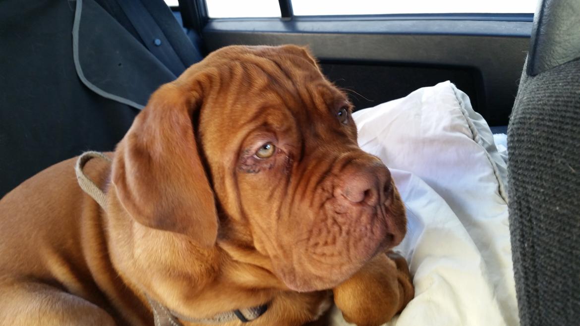 Dogue de bordeaux Lillbitt  billede 13