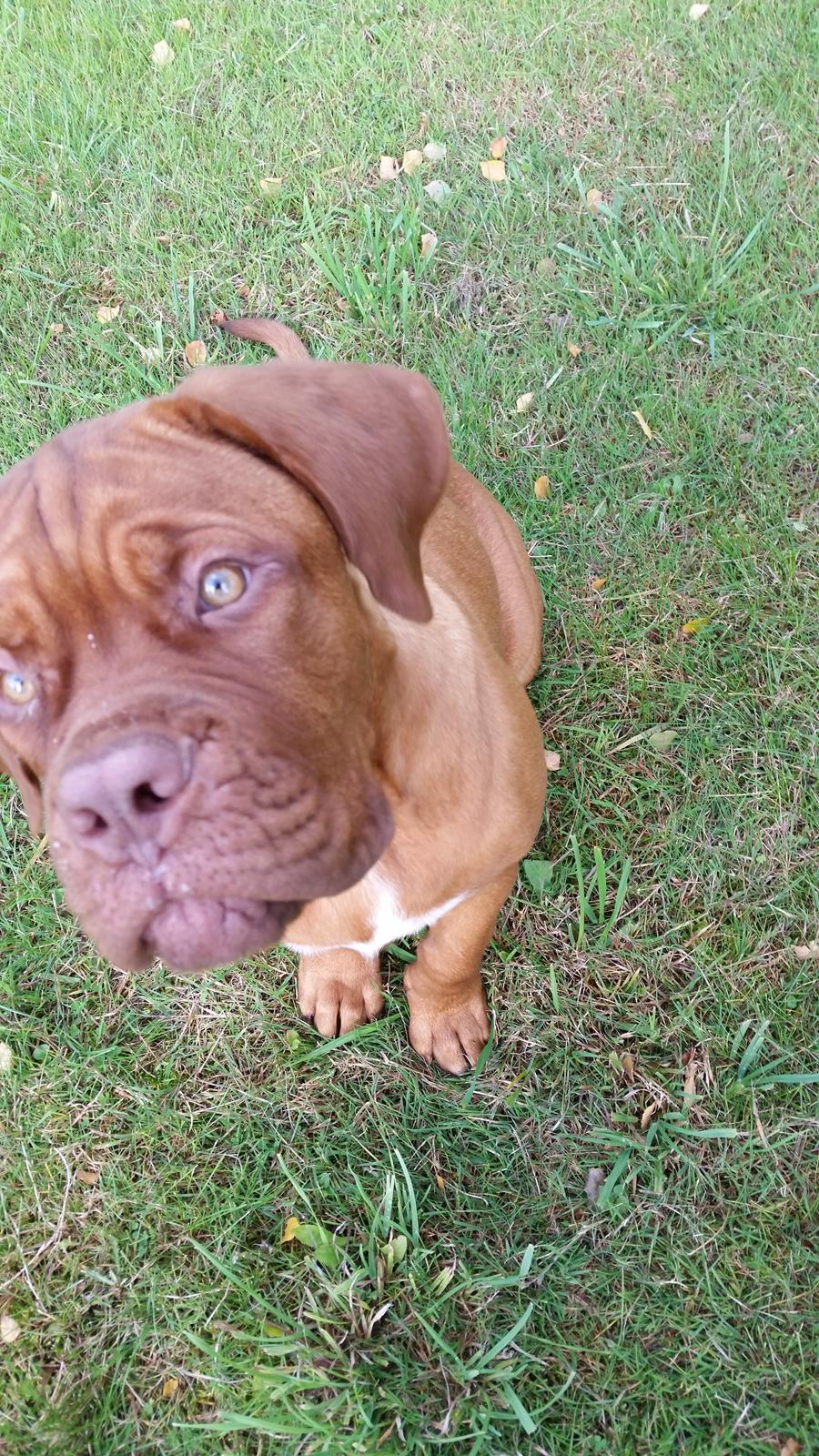 Dogue de bordeaux Lillbitt  billede 11