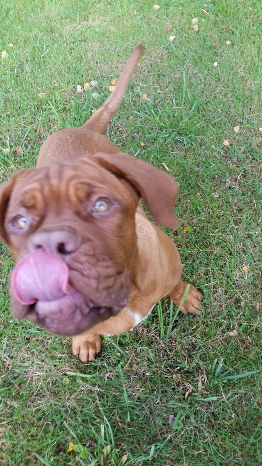 Dogue de bordeaux Lillbitt  billede 12