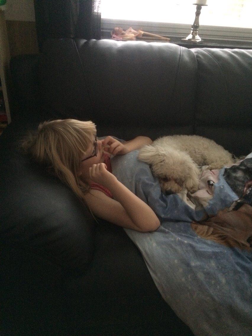 Bichon à poil frisé Haabegaard's Xena givet væk billede 10