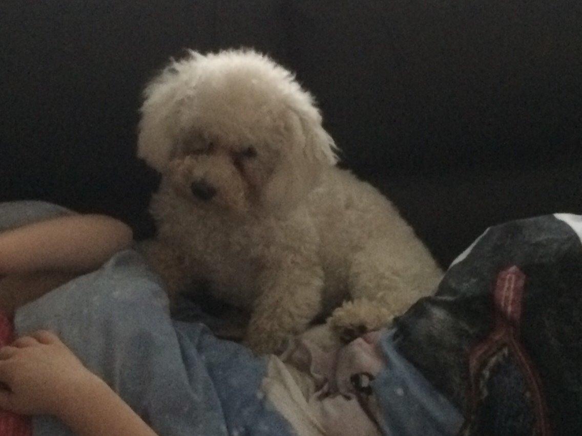 Bichon à poil frisé Haabegaard's Xena givet væk billede 11