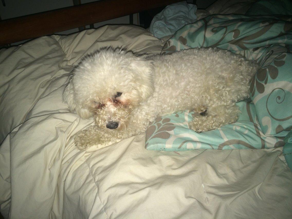 Bichon à poil frisé Haabegaard's Xena givet væk billede 12