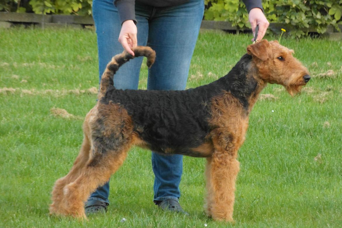 Airedale terrier Shadow Of Aire Love Song billede 12