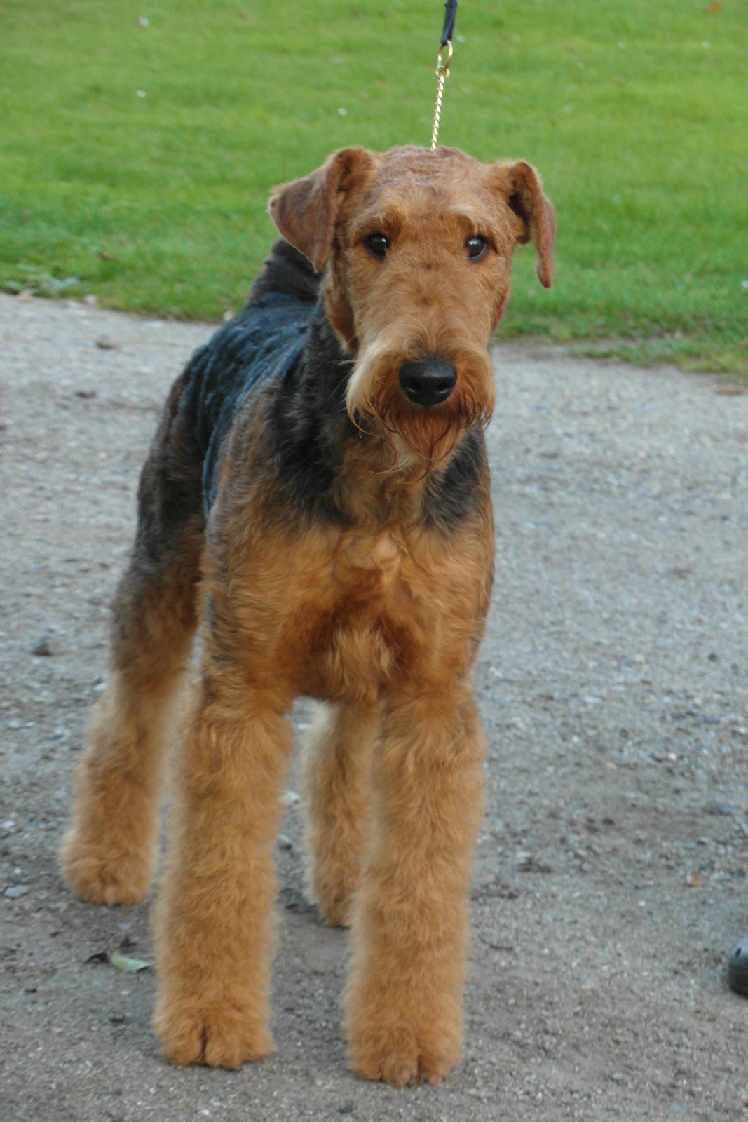 Airedale terrier Shadow Of Aire Love Song billede 13