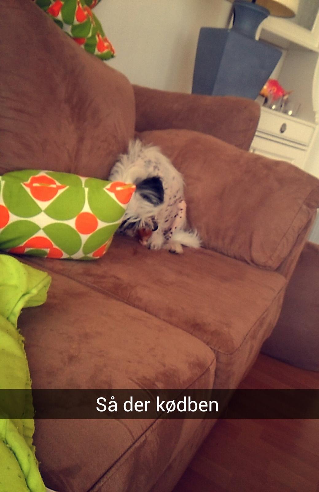 Chinese crested hårløs Daisy billede 4