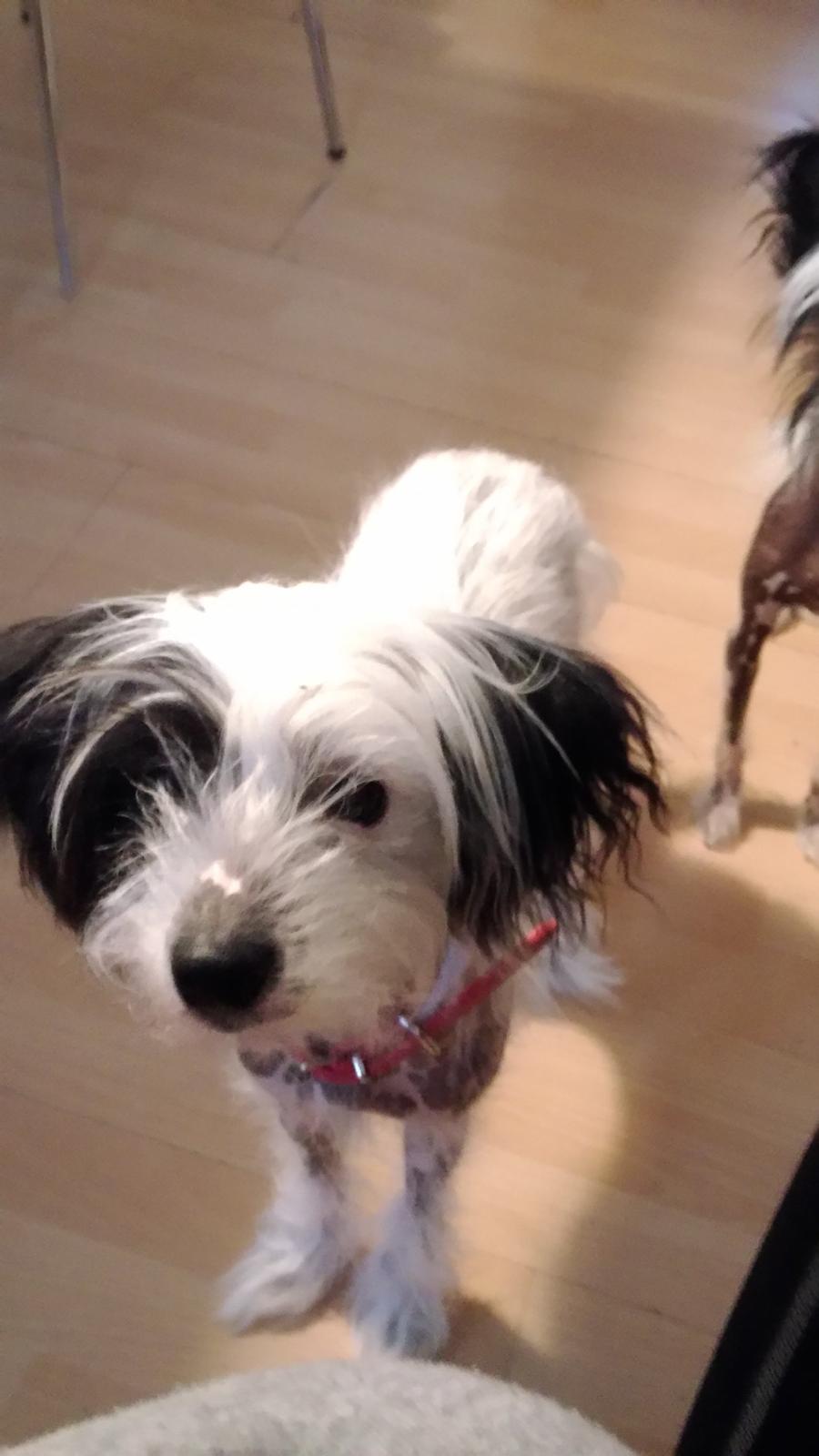 Chinese crested hårløs Daisy billede 2