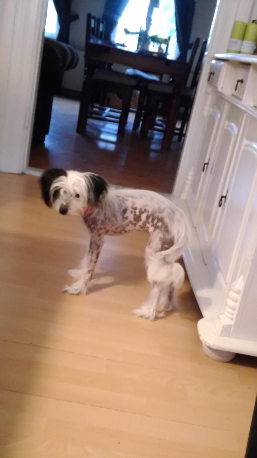 Chinese crested hårløs Daisy billede 5