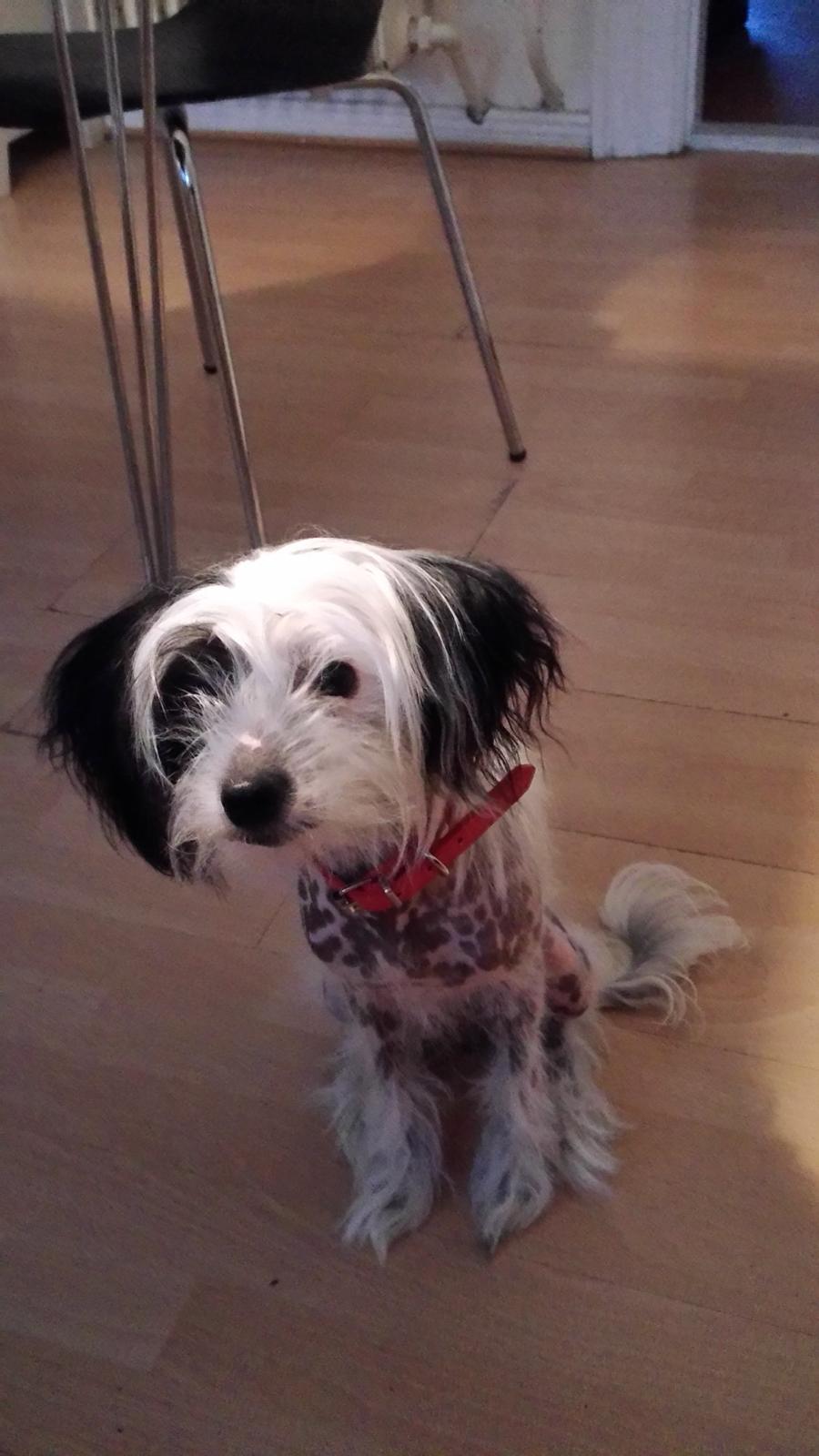 Chinese crested hårløs Daisy billede 6