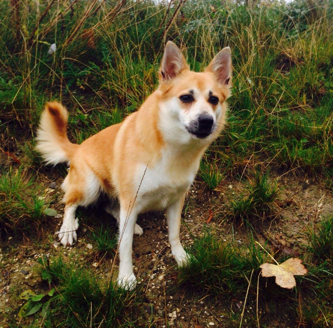 Islandsk fårehund Freja billede 6